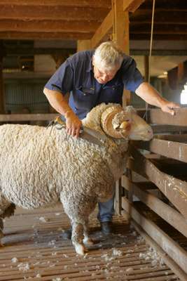 A ram gets clipped