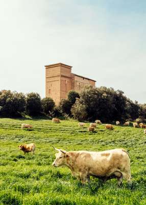 Watching La Rioja’s grass grow