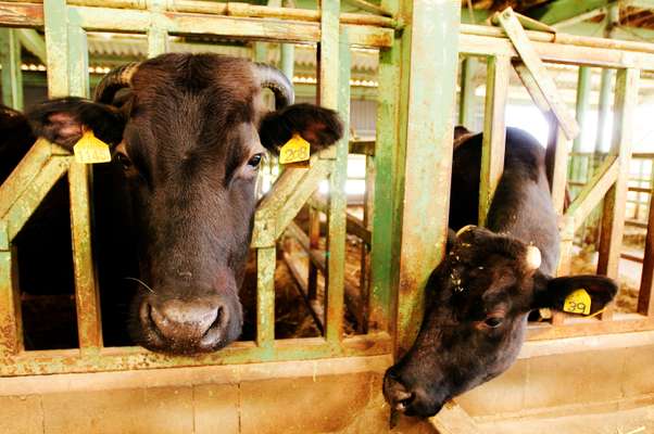 Omi cows at Kinoshita farm