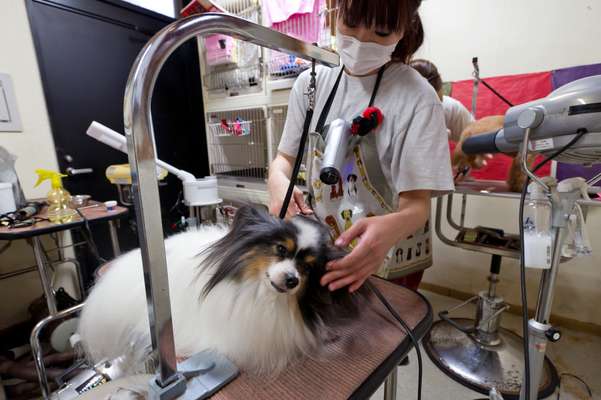 A dog run at Tsunayoshi no Yu, which can be rented out by groups for up to 50 small dogs