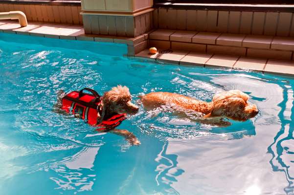 Dog therapy in a swimming pool