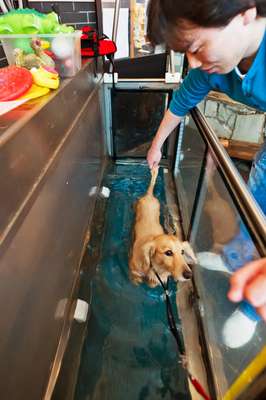 Water treadmill for dogs, good for rehab and slimming