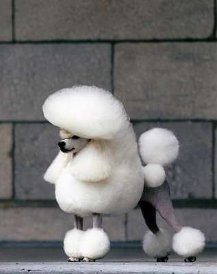 A smash poodle bred by Toshinori Omura 