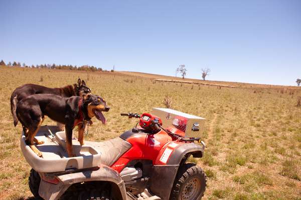 Sheepdogs at Hopefield, Boorowa