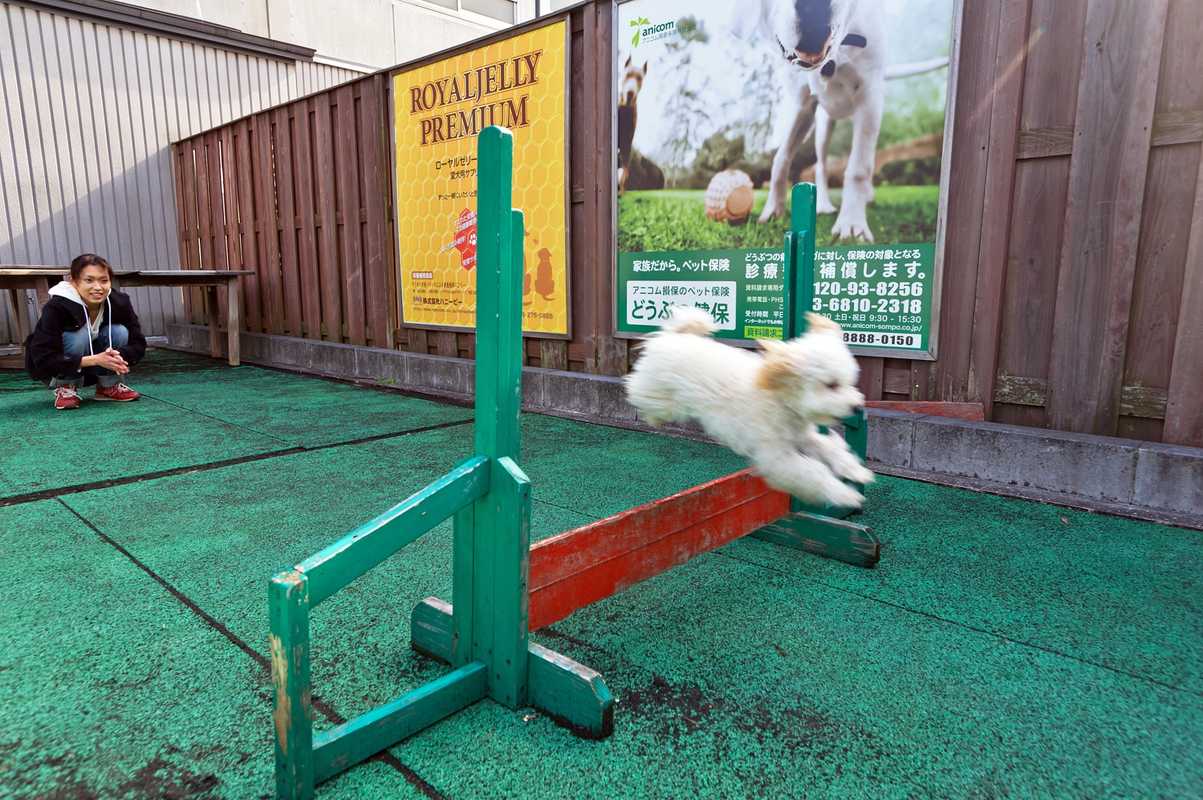 A dog run at Tsunayoshi no Yu, which can be rented out by groups for up to 50 small dogs