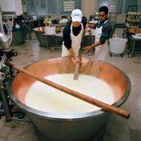 Preparing to remove the 80kg block of cooked cheese from the copper vat