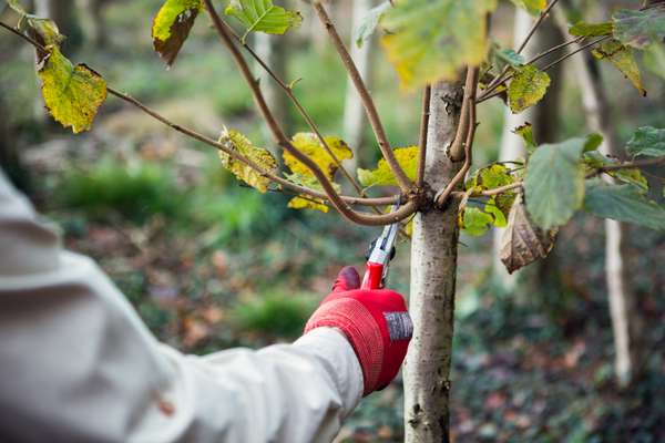 Pruning shoots