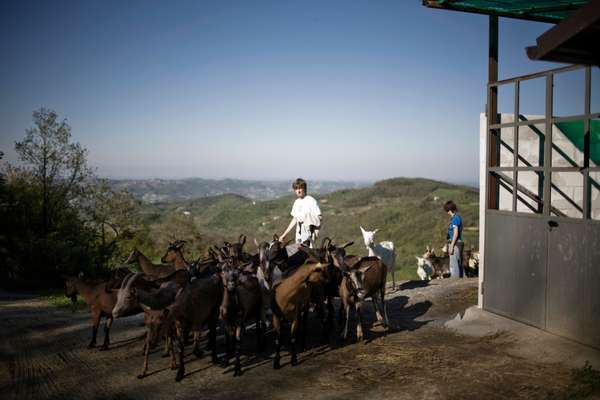 The goats are taken into the farm