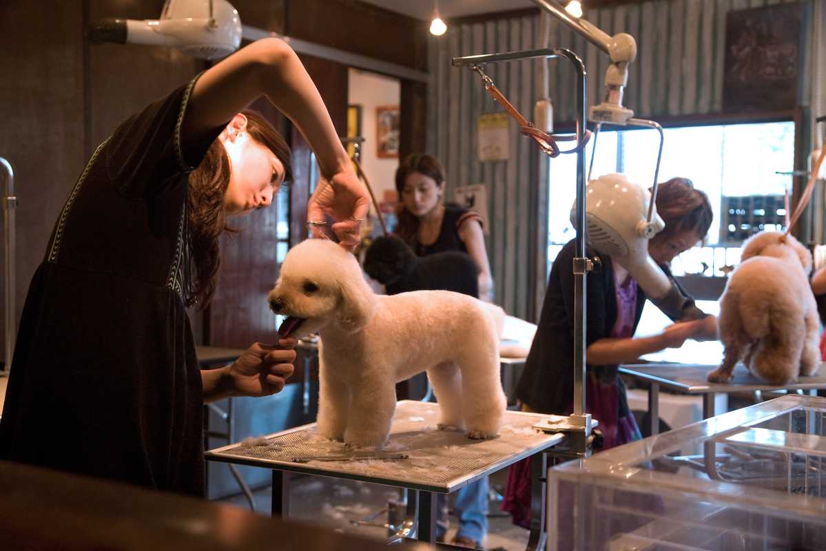 In the salon toypoos (toy poodles) are groomed to perfection 