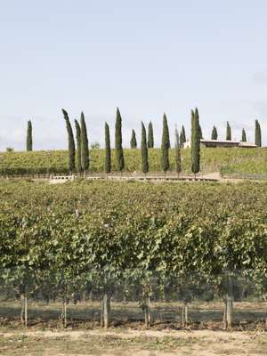 Solomeo  vineyards