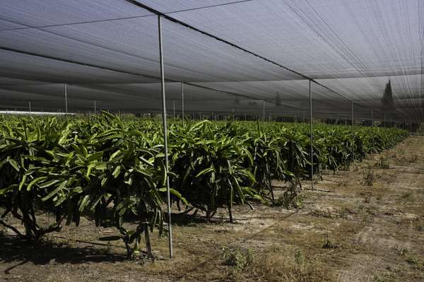 Plantation of dragon fruit in the Maabarot farm