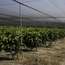 Plantation of dragon fruit in the Maabarot farm