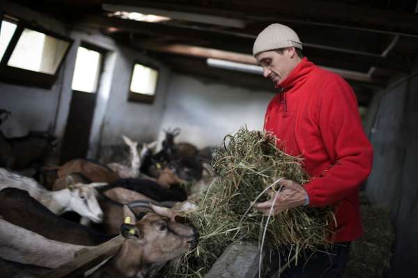 Solerio gives hay to the goats in the stalls