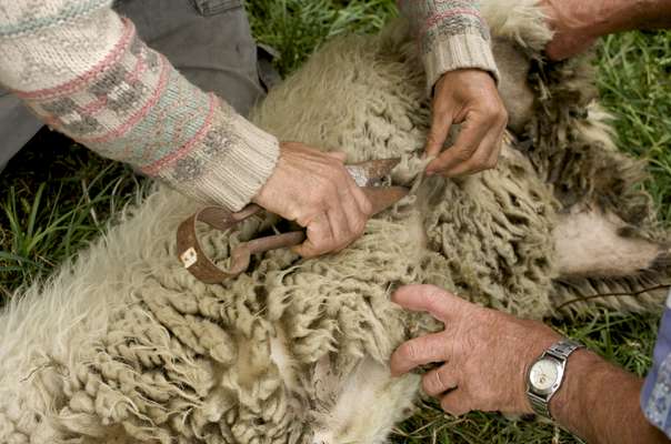 Shearing