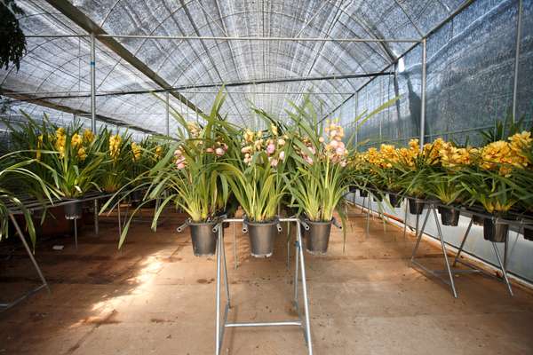 Flowers ready for sale on the outskirts of Kunming at Dounan, the largest flower market in China