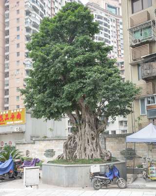 Chongqing's high-rises are home to its sprawling population