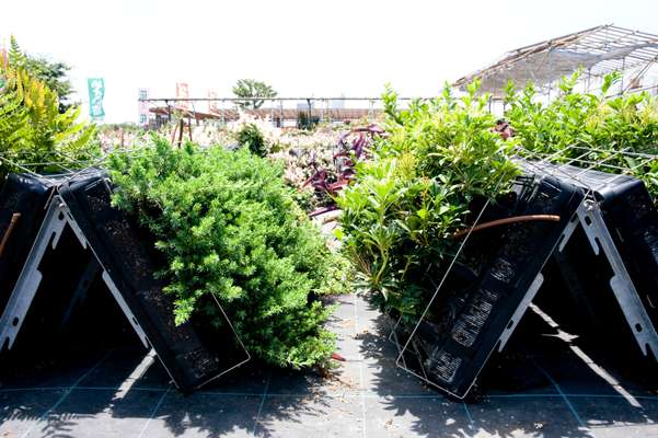 Nihon Chiko plants are nurtured at the Rhythm & Garden Nursery