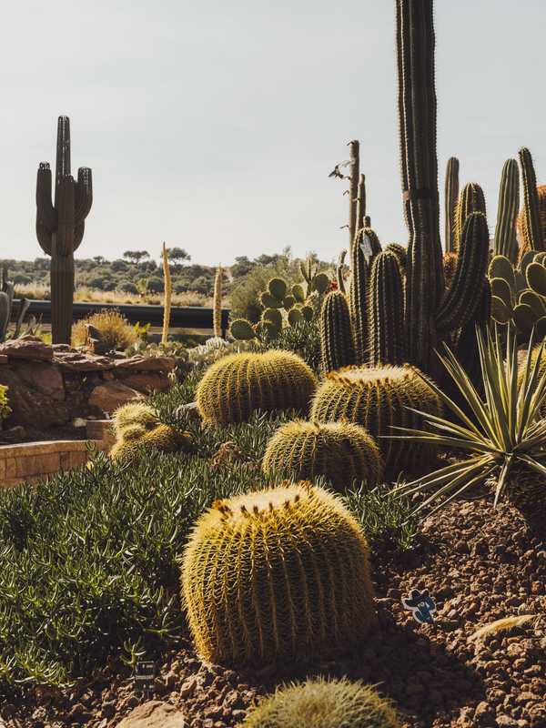 Succulents thrive in Spain’s arid climate