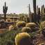 Succulents thrive in Spain’s arid climate