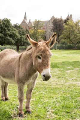 Donkey at Abbotsford Convent children’s farm