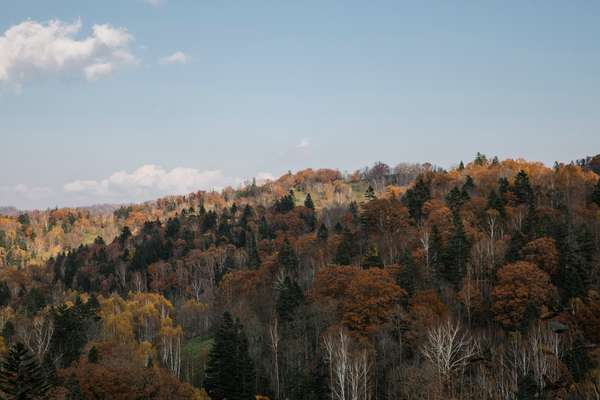 Hokkaido forest