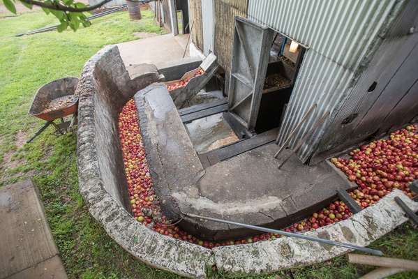 Apples are washed in a water-filled conveyer that snakes around the mill house