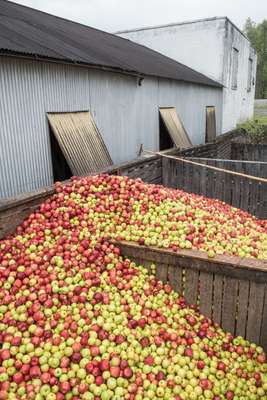 Apples outside the mill house