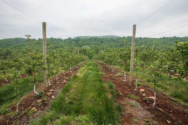 Orchard near the distillery where apples are harvested in early September, at the peak of their sweetness