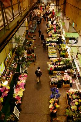 Ota flower-market wholesale shops 