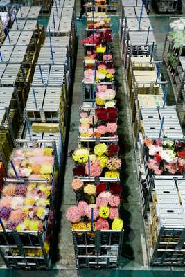 Flowers ready for auction