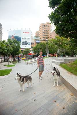 Huskies on Calligraphy Greenway