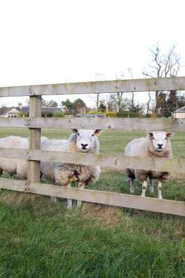 Sheep on the farm  adjacent to the  Balgove Larder shop 