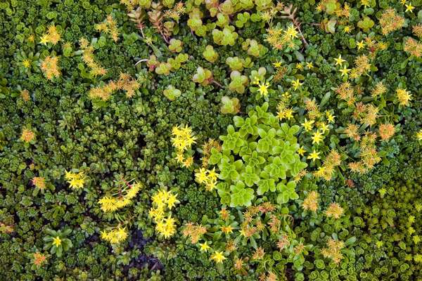 Close-up of drought-resistant plants on the residential Solaire building roof in Battery Park City, New York