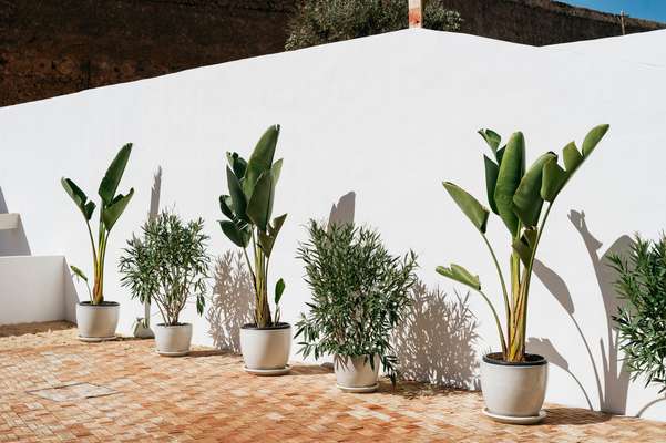 White walls and terracotta tiles are typical of the Algarve