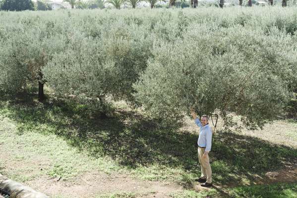 José Dâmaso in Monterosa’s olive  grove