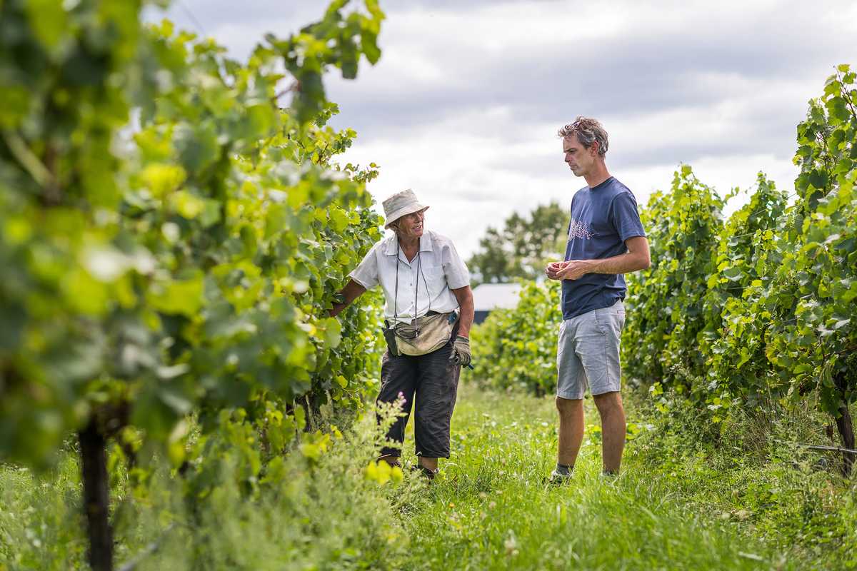 Dom Maxwell (right) in the vineyard