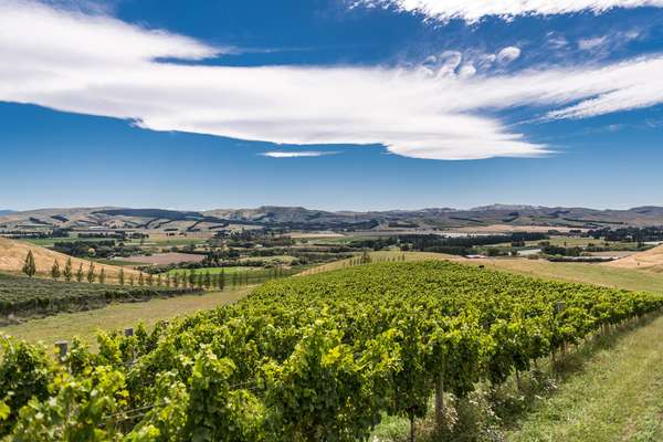 A third of Greystone’s wines go to New Zealand’s domestic market 