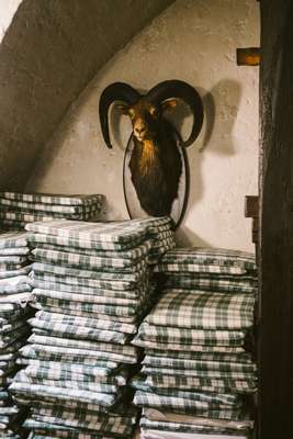 Proud ram overlooking seat cushions at Mayer