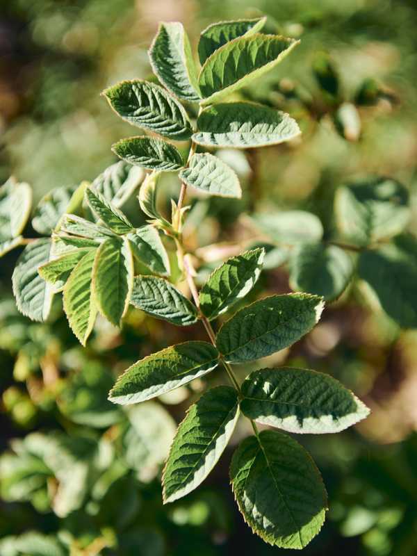 Herbs growing in the LMR field 