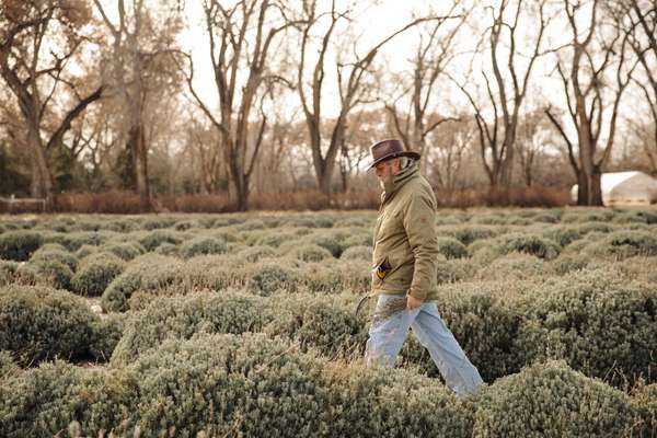 Farmer Wes in the lavender fields