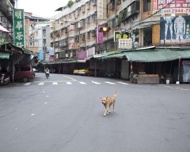 Animal control in Taipei