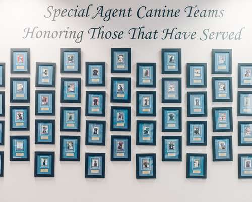 Canine wall of honour 