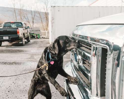 Sunny sniffs out a truck