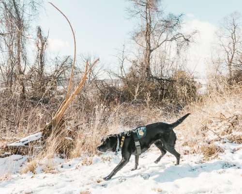 Sunny getting snowy in the Virginia countryside 