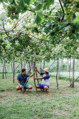 Pergola system for growing grapes