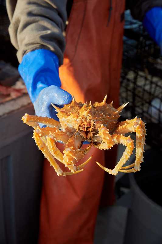 California king crabs are a native species