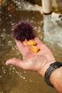 Purple sea urchins are fed kelp and seaweed