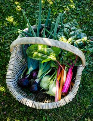 Summer bounty 