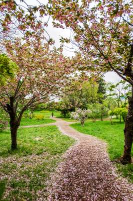 Nakajima Park  in bloom