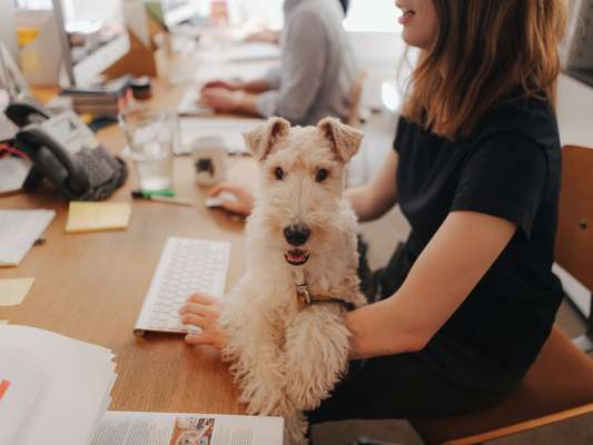 Office dog Macy lending a paw 